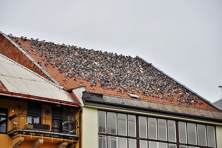 A2B Pest Control are able to install spikes to deter birds from roofs in Greasley. 
