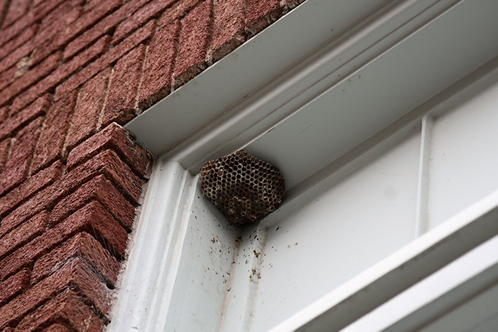 We provide a wasp nest removal service for domestic and commercial properties in Greasley.